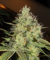 (image pour) Lemon Mango OG