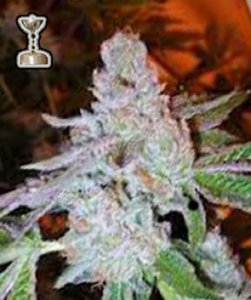 (Bild für) Tahoe OG