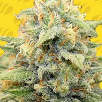 Apple Fritter Auto