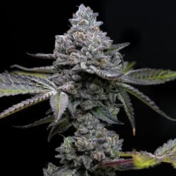 Ein allgemeines Bild