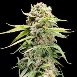 Ein allgemeines Bild