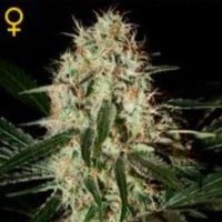 (image pour) Arjans Haze #3 female