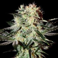 (image pour) Arjans Strawberry Haze female