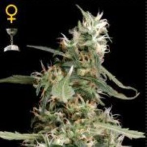 (Bild für) Arjans Ultra Haze #1 female