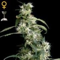 (image pour) Arjans Ultra Haze #2 aka Mango Haze female