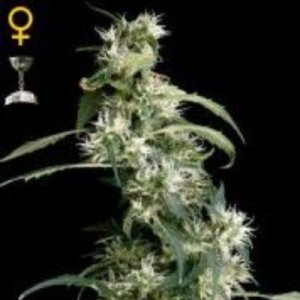 (Bild für) Arjans Ultra Haze #2 aka Mango Haze female