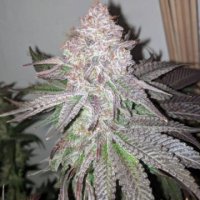 Atomic Sherbert 7 fem