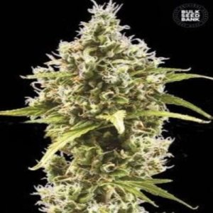 (image pour) Auto Amnesia Haze female
