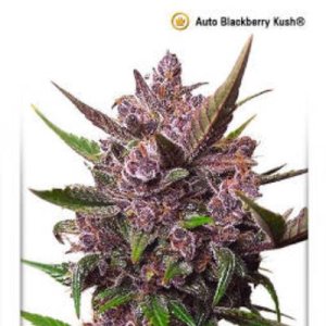(imagen para) AutoBlackberry Kush