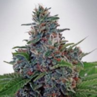 (Bild für) Auto Blue Amnesia fem