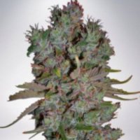 (Bild für) Auto Blueberry Domina fem