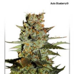 Ein allgemeines Bild