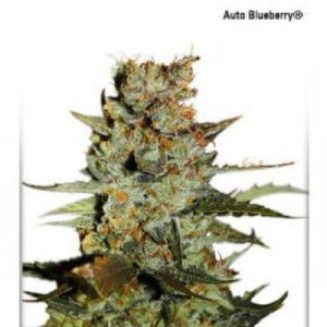(image for) AutoBlueberry