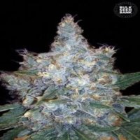 (image for) Auto Blueberry Berry female