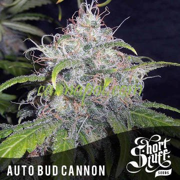 Auto Bud Cannon - zum Schließen ins Bild klicken