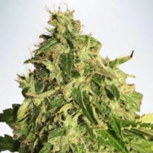 (image pour) Auto Cannabis Light CBD fem