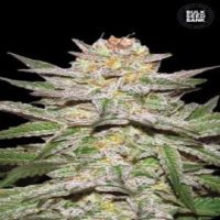 (imagen para) Auto Caramel King female