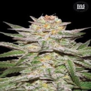(image pour) Auto Caramel King female