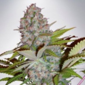 (imagen para) Auto Cheese NL fem