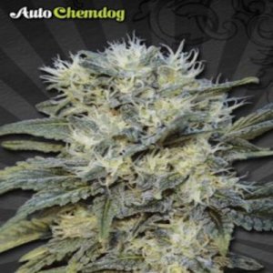 (Bild für) Auto Chemdog female