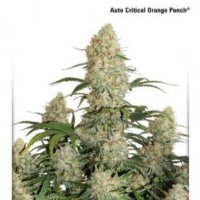 (imagen para) Auto Critical Orange Punch