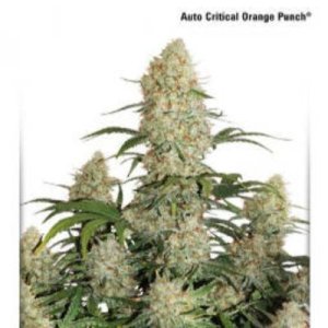 (imagen para) Auto Critical Orange Punch