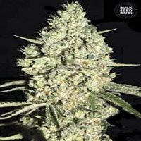 (Bild für) Auto Critical female