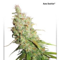 Ein allgemeines Bild