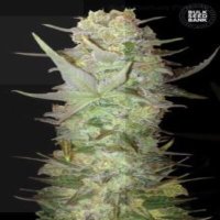 (Bild für) Auto Dubai Poison female