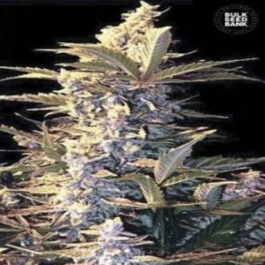 (image for) Auto East Ryder female