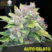 Auto Gelato fem Auto Gelato fem