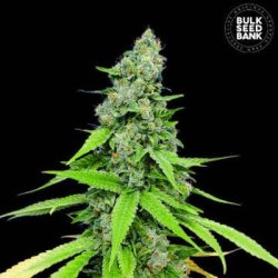 Ein allgemeines Bild