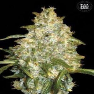 (image for) Auto Good Wild Shark female