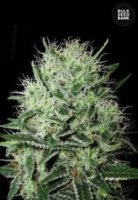 Auto Guerilla Glue female