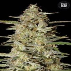 (image for) Auto Hindu Kush female