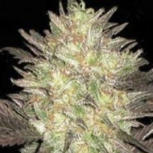(imagen para) Auto Lavender Best female