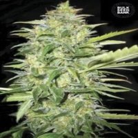 (imagen para) Auto Lime Skunk female