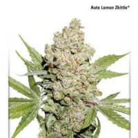 (Bild für) Auto Lemon Kix aka Auto Lemon Zkittle