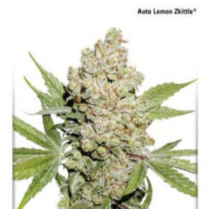 (Bild für) Auto Lemon Kix aka Auto Lemon Zkittle