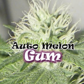 Auto Melon Gum female - zum Schließen ins Bild klicken