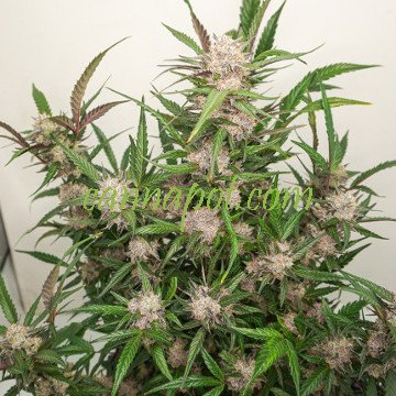 Purple Bud Semillas Auto de White Label – Sensi Seeds