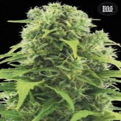 Ein allgemeines Bild