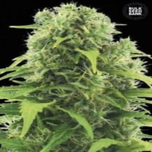 (Bild für) Auto Northern Light female
