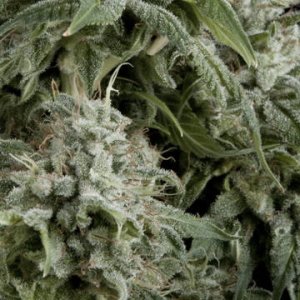Auto Northern Light female