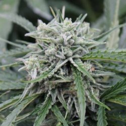 Ein allgemeines Bild