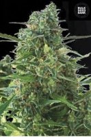 Auto NYC Diesel female