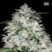 (Bild für) Auto OG Kush female