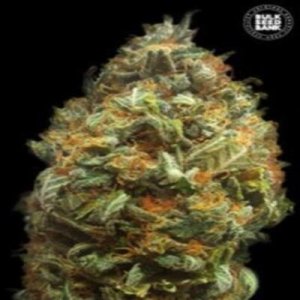 (image for) Auto Original Orange Bud female