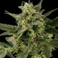 Auto Pineapple Gum fem Auto Pineapple Gum fem
