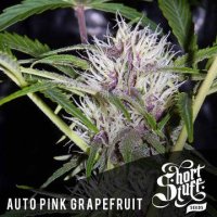 Auto Pink Grapefruit